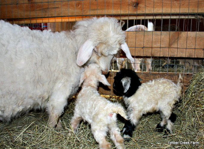 goat-gestation
